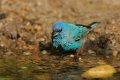 Bunting;Indigo-Bunting;One;Southwest-USA;Texas;avifauna;bird;birds;color-image;c
